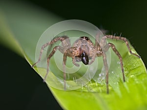 pirate wolf spiders eat pray on the grass photo