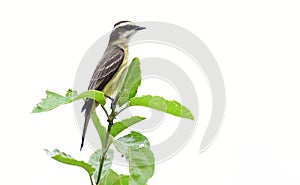 Piratic Flycatcher Legatus leucophaius