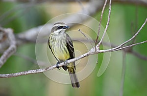 Piratic Flycatcher Legatus leucophaius photo