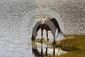 Pirin lake