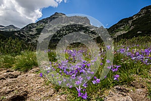 Pirin Mountain Landscape with flowers photo