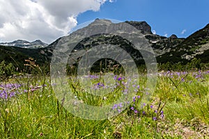 Pirin Mountain Landscape with flowers photo