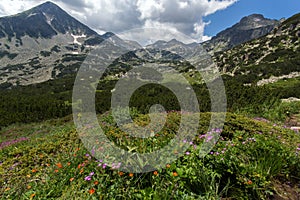 Pirin Mountain Landscape whit cloud adn flowers photo