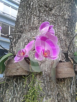 Pink Orchid Flower Nature Plants Trees photo