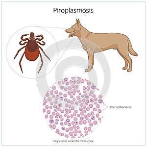 Piroplasmosis babesiosis in blood illustration