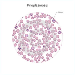 Piroplasmosis babesiosis in blood illustration