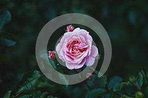 Pirouette Rose - single pink garden rose with rosebuds against dark green leaves