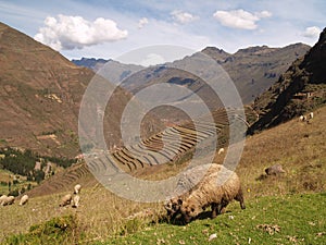 Pisac, Peruvian Terraced Lands