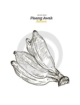 Pisang Awak banana .Thai call Kluai Namwa set. hand draw sketch photo