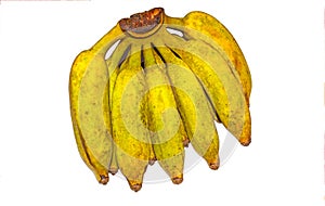 Pisang Awak banana on white background