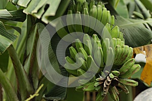 Pisang Kepok / Musa acuminata Ã— balbisiana