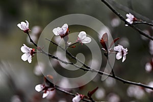 Pisardi plum blooming tree. Delicate pink flowers, buds and leaves close-up. Springtime