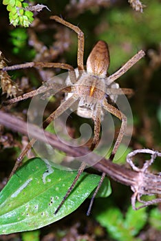 Pisaura mirabilis