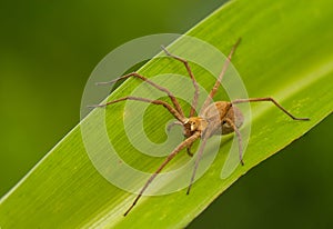 Pisaura mirabilis