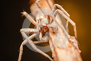 Pisaura Mirabilis male spider
