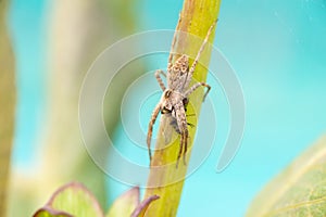 Pisaura mirabilis nursery web spider