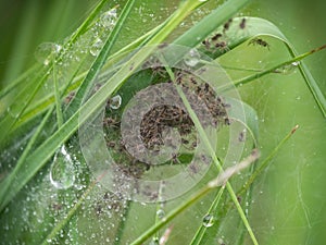 Pisaura mirabilis, Nursery web spider nest, with recently hatched spiderlings.