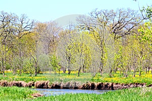 Piscasaw Fen Conservation Area Illinois