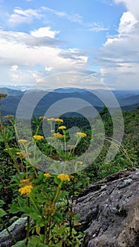 Pisgah National Forest Valley