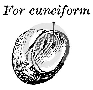 Pisiform Bone, vintage illustration