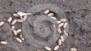 Pismire ants saving larvae cocoon