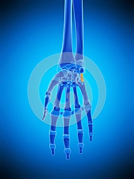 The pisometacarpal ligament photo