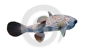 Pisoned Porcupinefish hedgehog fish, blowfish, balloonfish, globefish, pufferfish isolated on a white background, Red Sea, Egypt photo