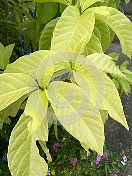 Pisonia grandis tree in nature garden