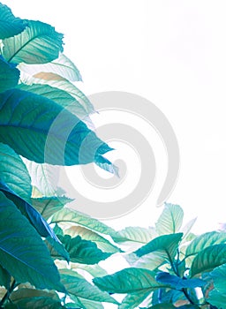 Pisonia grandis tropical leaf tree white background