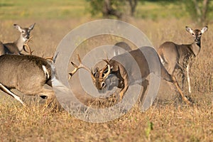 A pissed off whitetail buck pushes other buck away from doe