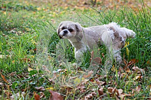 Pissing dog. Shih tzu dog walks in park, fall, autumn leaves. Pet