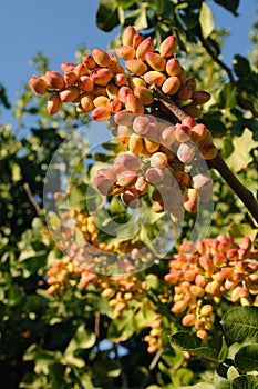 Pistachio Clusters on Trees