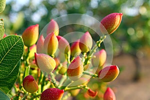 Pistachio Tree