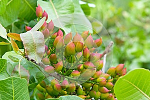 Pistachio tree