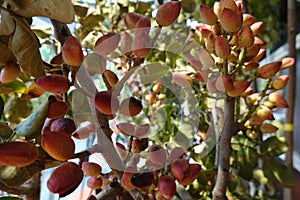 Pistachio tree with flowers and fruits. pistachio fruit in flower