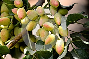 Pistachio tree.