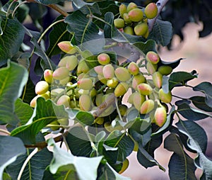 Pistachio tree.