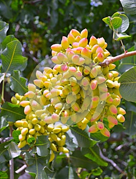 Pistachio tree.