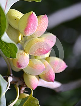 Pistachio tree.