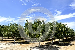 Pistachio tree.