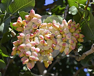 Pistachio tree. photo