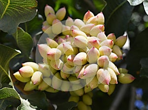 Pistachio tree.