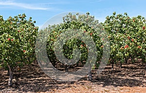 Pistachio tree orchard