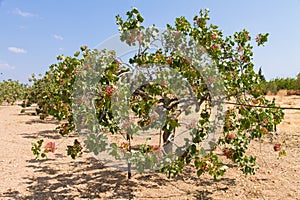 Pistachio tree