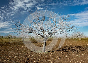 Pistachio tree