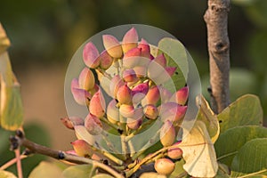 Pistachio tree at sunset in Greece