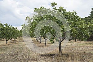 Pistachio trees