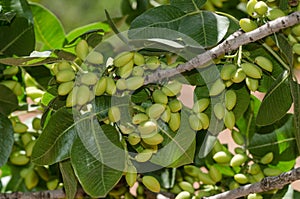 Pistachio trees, Antep , Turkey