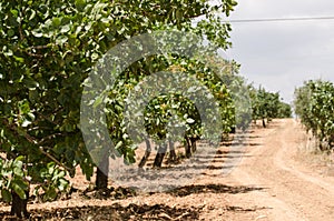 Pistachio trees, Antep , Turkey