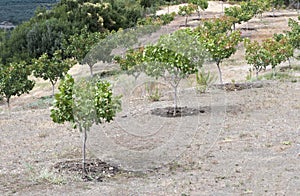 Pistachio trees